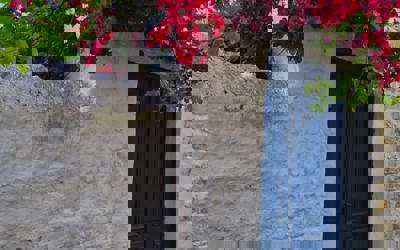 Bodrum’da Kira Fiyatları Neden Yükseliyor? 